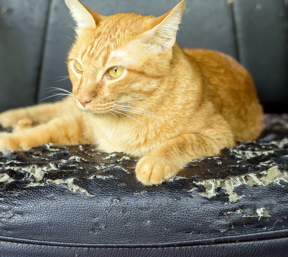 Guide för att reparera kattklösmärken i läder